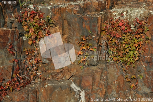 Image of Colorful Rock and Vines