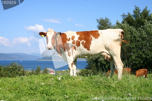 Image of Cow