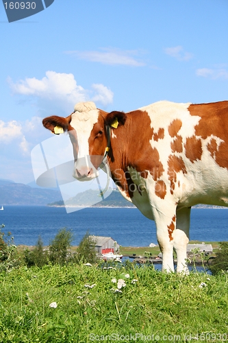 Image of Cow