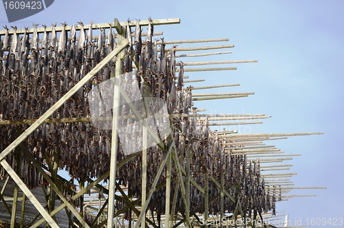 Image of Drying fish in Lofoten