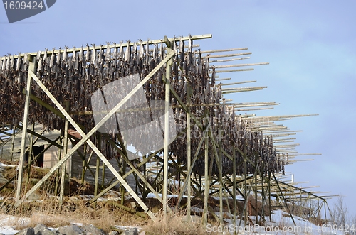 Image of Drying fish in Lofoten