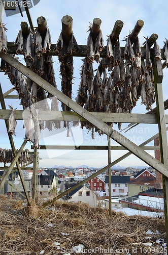 Image of Drying fish in Lofoten