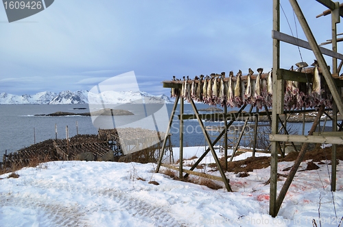 Image of Drying fish in Lofoten