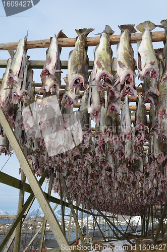 Image of Drying fish in Lofoten