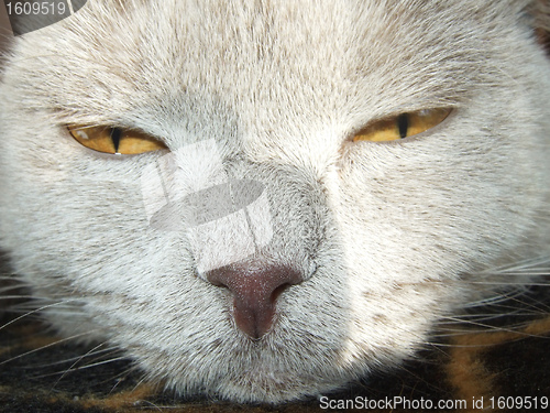 Image of cat