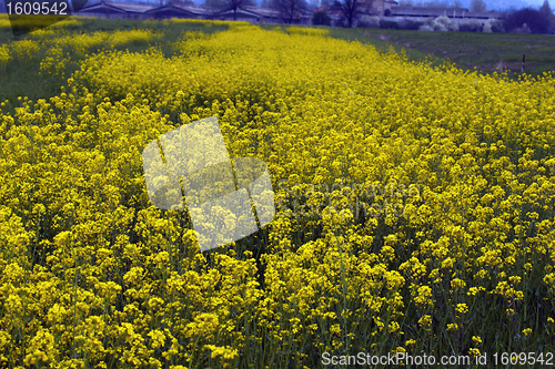 Image of spring meadow