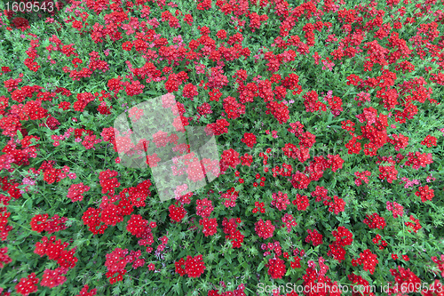 Image of spring meadow