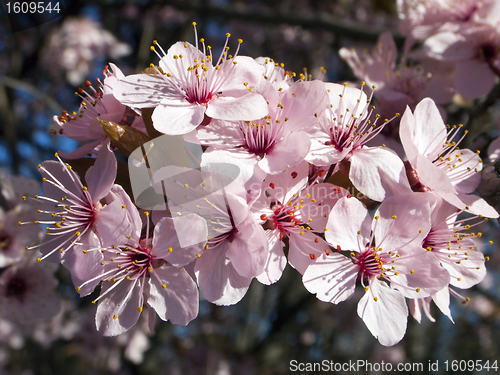 Image of spring flowers