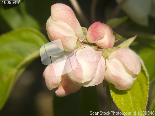 Image of spring flowers