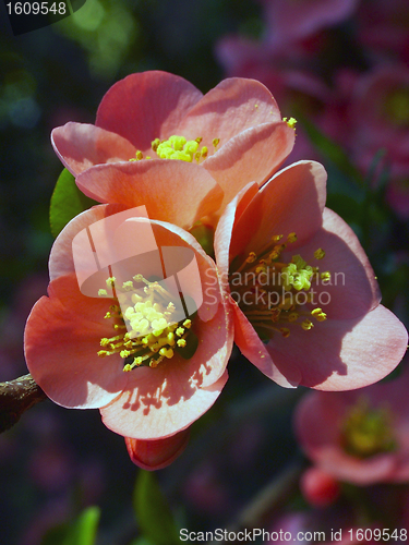 Image of spring flowers