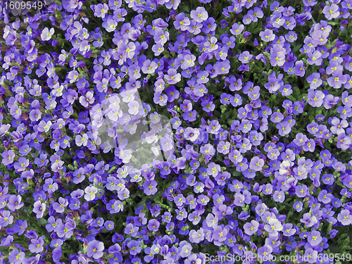 Image of spring meadow