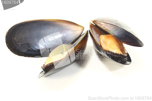 Image of two Mussels