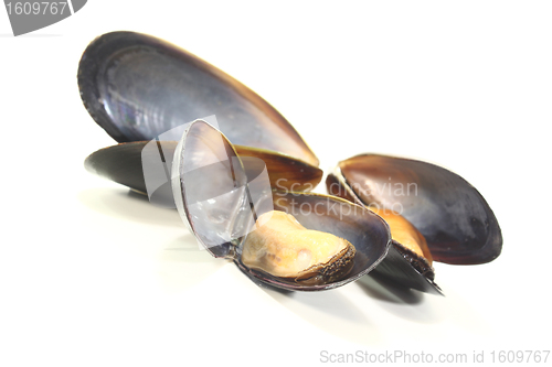 Image of three fresh Mussels