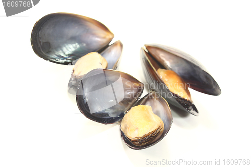 Image of three cooked Mussels