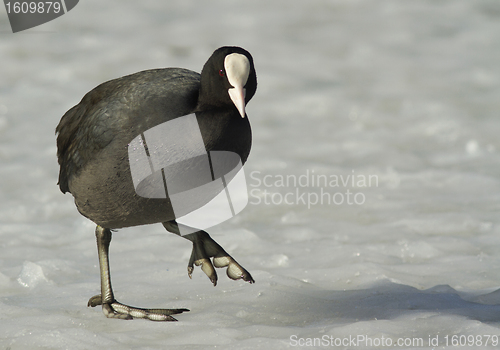 Image of Common Coot on the ice.