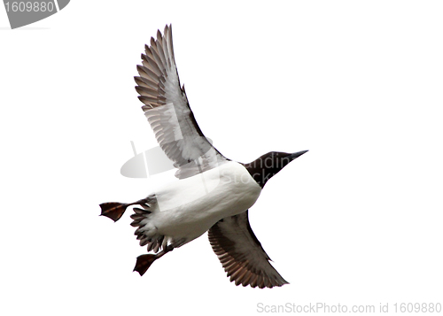 Image of The Guillemot in flight