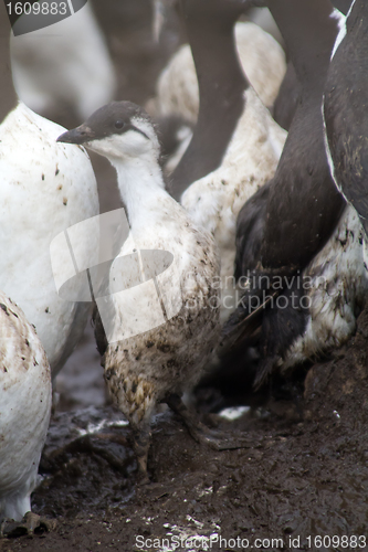 Image of Gavroche (young guillemot)