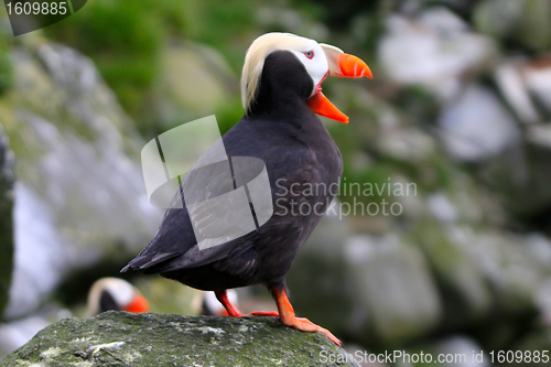 Image of Tufted Puffin with open bill