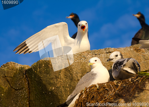 Image of Family of gulls (kittiwakes)