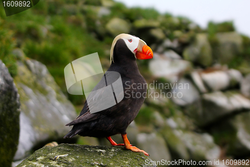 Image of The Tufted Puffin (side view)