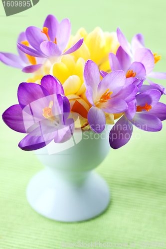 Image of Beautiful Crocuses for Easter