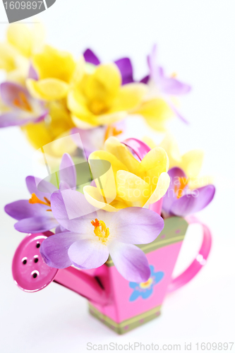 Image of Spring flowers on white background