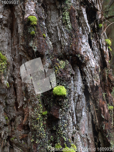 Image of Bark of a tree