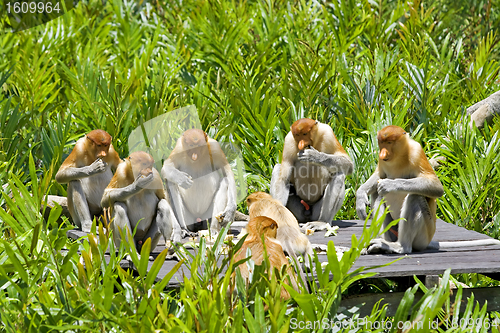 Image of Proboscis monkey