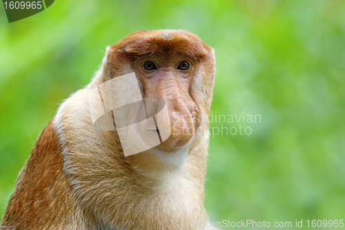 Image of Proboscis monkey