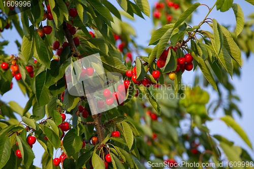 Image of Cherry