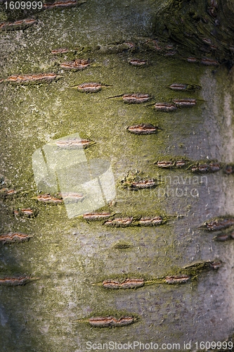 Image of Bark