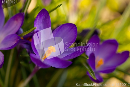 Image of Flowers