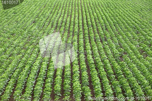 Image of Agriculture