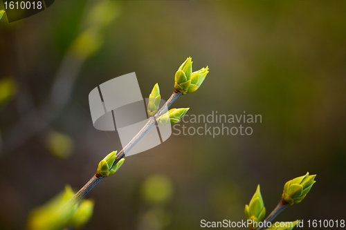 Image of Buds