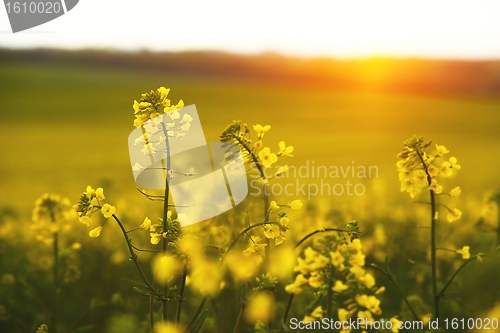 Image of Rapeseed