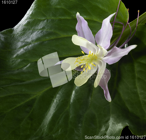 Image of Aquilegia upon green leaf