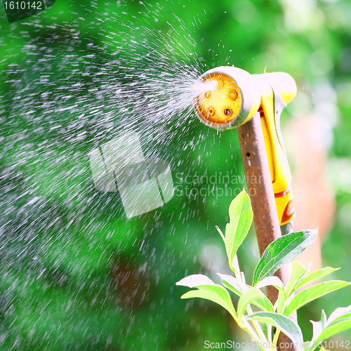 Image of Watering Flowers