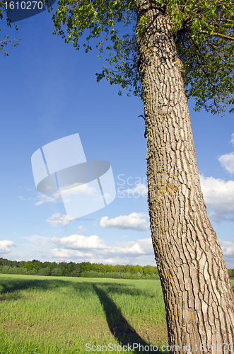Image of Old ash tree trunk shadow fall on grassland field 