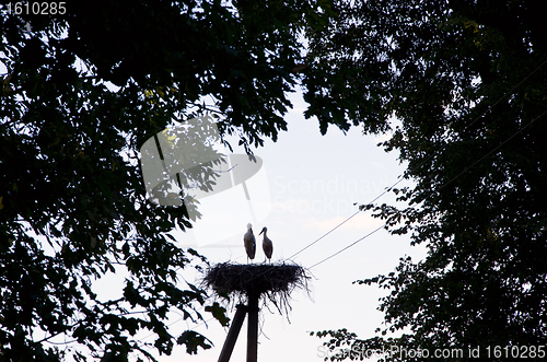 Image of Couple of storks sit in nest on electric pole 