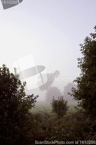 Image of Background mystical forest site early morning fog 