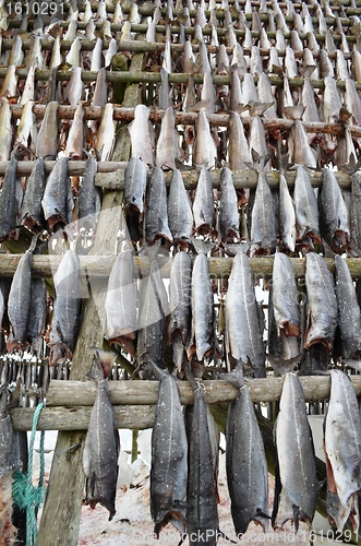 Image of Drying fish