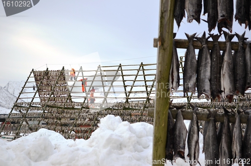 Image of Drying fish