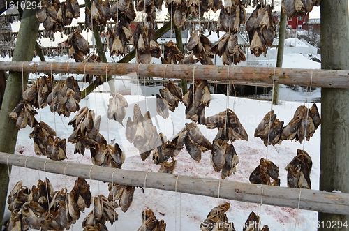 Image of Drying fishheads