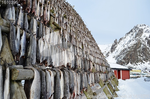 Image of Drying fish