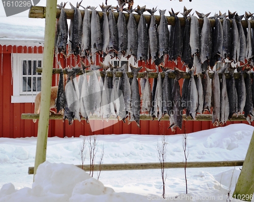 Image of Drying fish