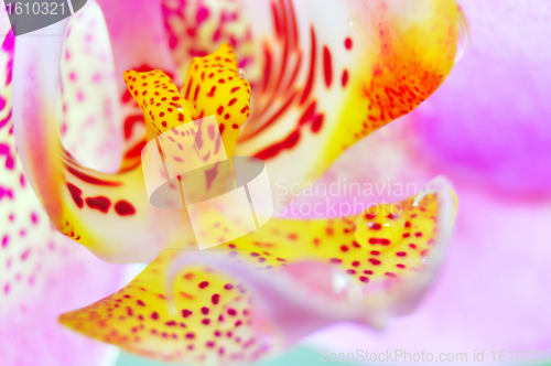 Image of pink orchid flower close-up with drops of water