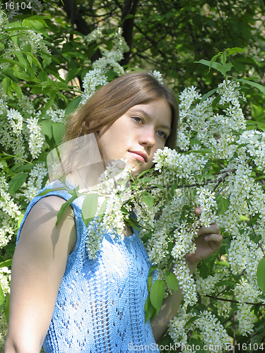 Image of Girl and bird cherry tree