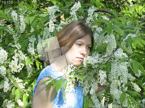 Image of Girl and bird cherry tree