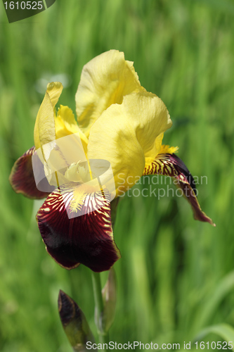 Image of Iris