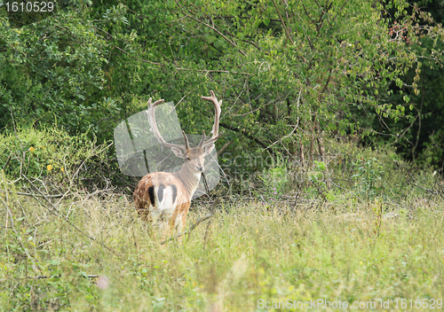 Image of Fauna in Europe